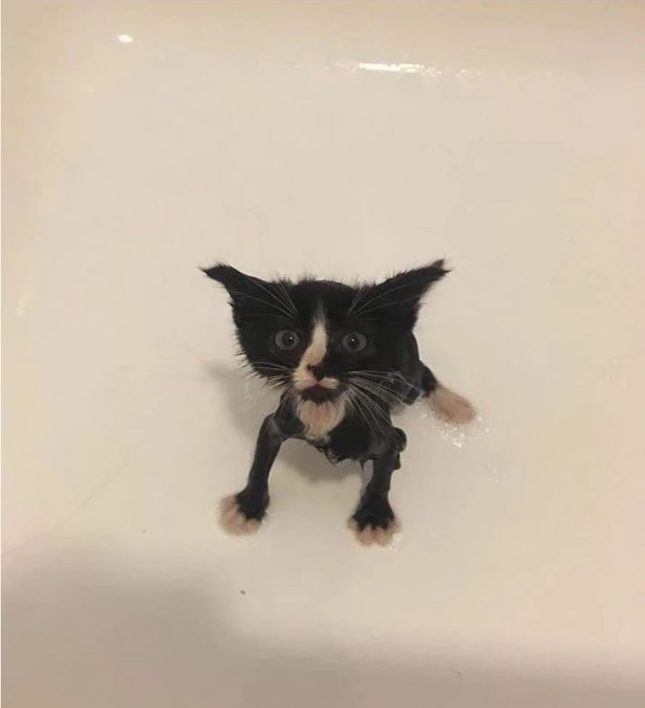 A tiny wet kitten looking up hopefully