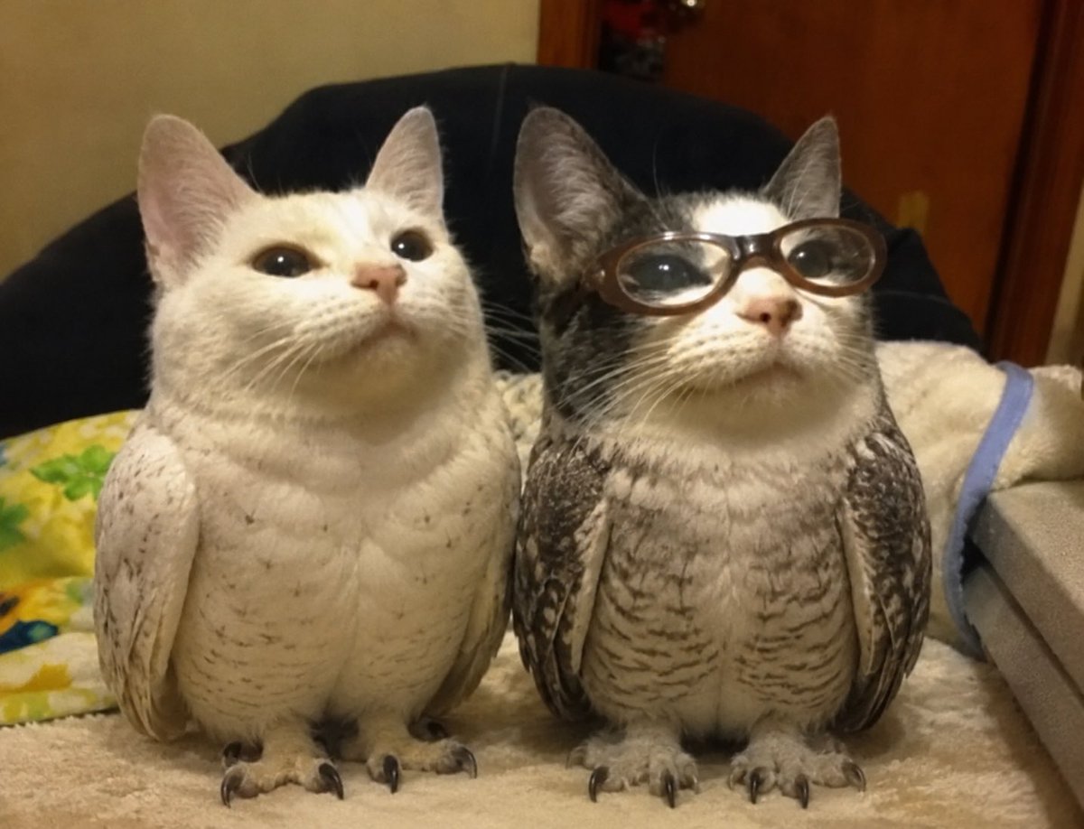 Two wise owl cats, one wearing glasses